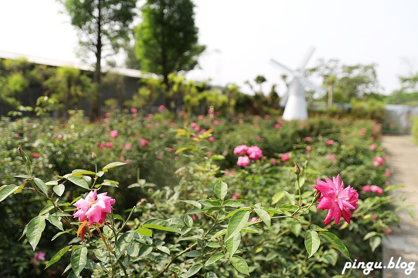 苗栗縣三義鄉苗栗雅聞香草植物工廠｜ 苗栗免費景點 夢幻玫瑰莊園 彷彿走入童話世界