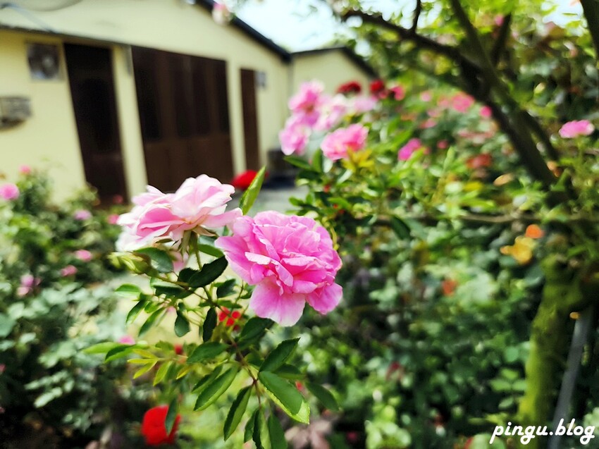 苗栗縣三義鄉苗栗雅聞香草植物工廠｜ 苗栗免費景點 夢幻玫瑰莊園 彷彿走入童話世界