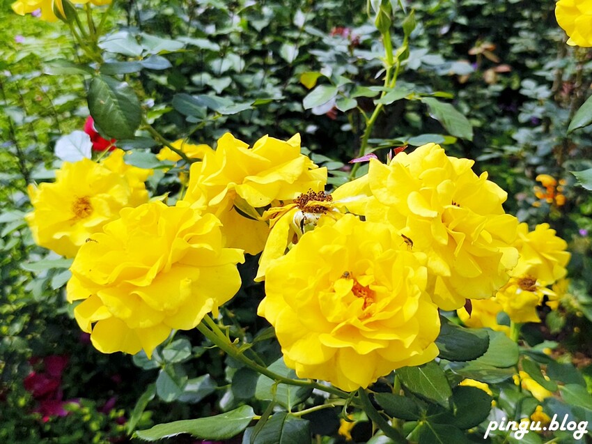 苗栗縣三義鄉苗栗雅聞香草植物工廠｜ 苗栗免費景點 夢幻玫瑰莊園 彷彿走入童話世界