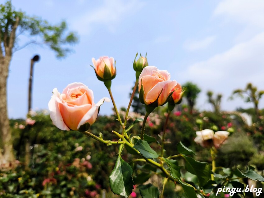 苗栗縣三義鄉苗栗雅聞香草植物工廠｜ 苗栗免費景點 夢幻玫瑰莊園 彷彿走入童話世界