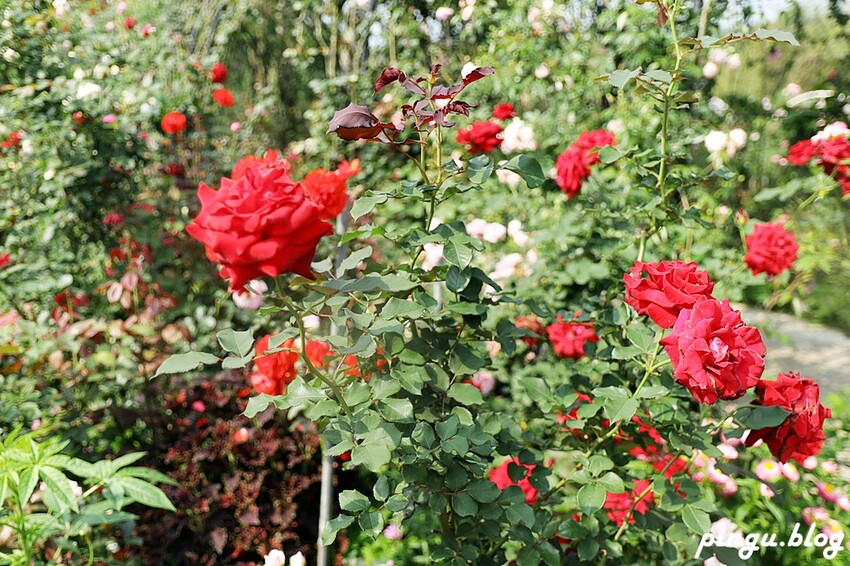 苗栗縣三義鄉苗栗雅聞香草植物工廠｜ 苗栗免費景點 夢幻玫瑰莊園 彷彿走入童話世界