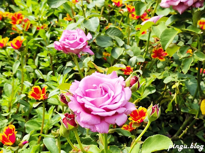 苗栗縣三義鄉苗栗雅聞香草植物工廠｜ 苗栗免費景點 夢幻玫瑰莊園 彷彿走入童話世界