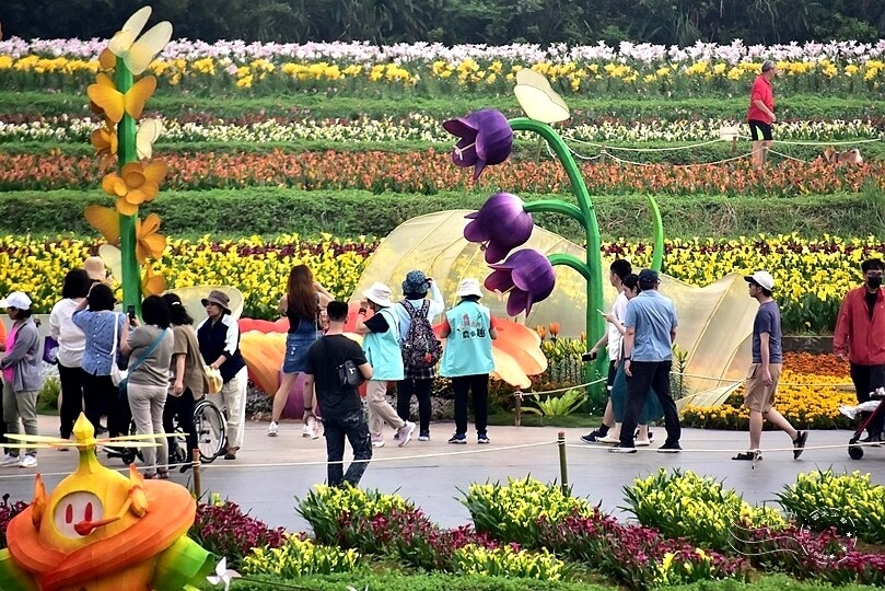 2024桃園彩色海芋季