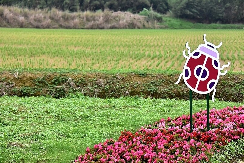 2024桃園彩色海芋季