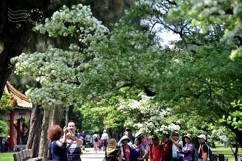 桃園市龍潭區【石管局大草坪流蘇花】：爽朗春日，清清四月雪