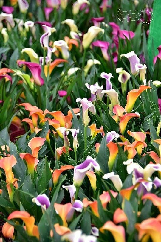 2024桃園彩色海芋季