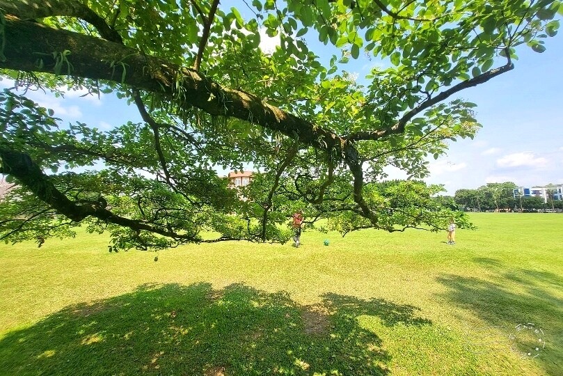 桃園市龍潭區【石管局大草坪流蘇花】：爽朗春日，清清四月雪