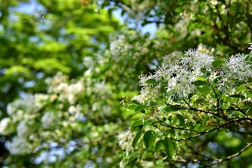 桃園市龍潭區【石管局大草坪流蘇花】：爽朗春日，清清四月雪