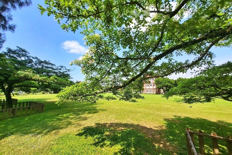 桃園市龍潭區【石管局大草坪流蘇花】：爽朗春日，清清四月雪