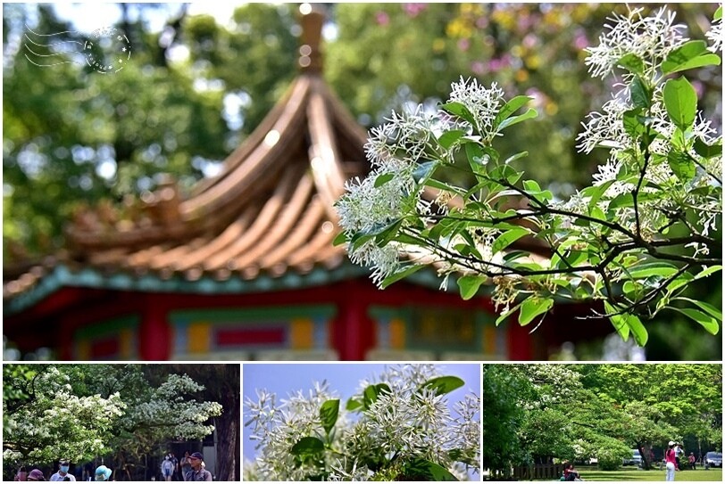 桃園市龍潭區【石管局大草坪流蘇花】：爽朗春日，清清四月雪