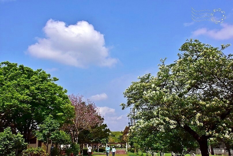 桃園市龍潭區【石管局大草坪流蘇花】：爽朗春日，清清四月雪