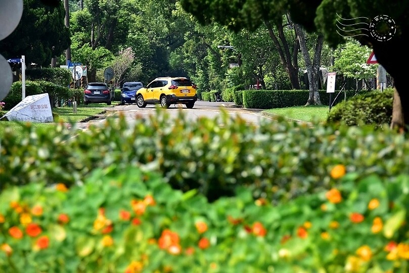 桃園市龍潭區【石管局大草坪流蘇花】：爽朗春日，清清四月雪