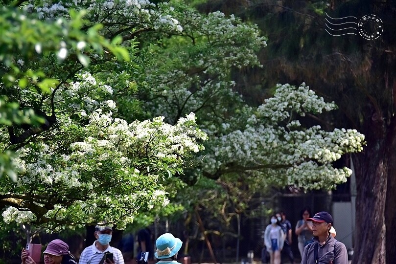桃園市龍潭區【石管局大草坪流蘇花】：爽朗春日，清清四月雪