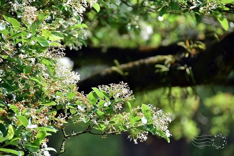 桃園市龍潭區【石管局大草坪流蘇花】：爽朗春日，清清四月雪