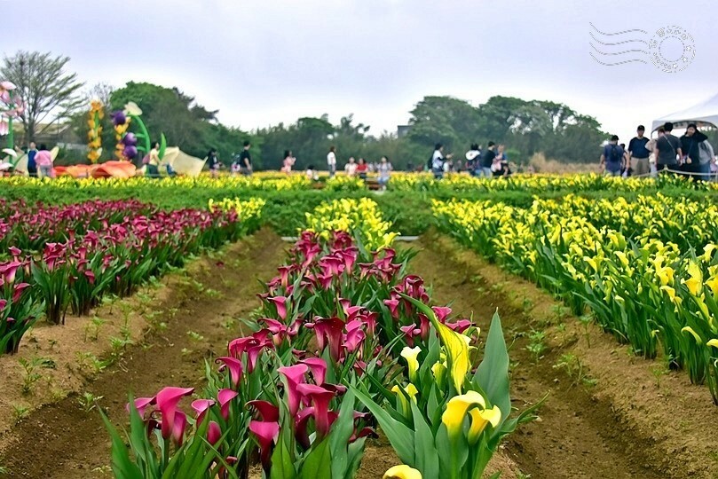 2024桃園彩色海芋季