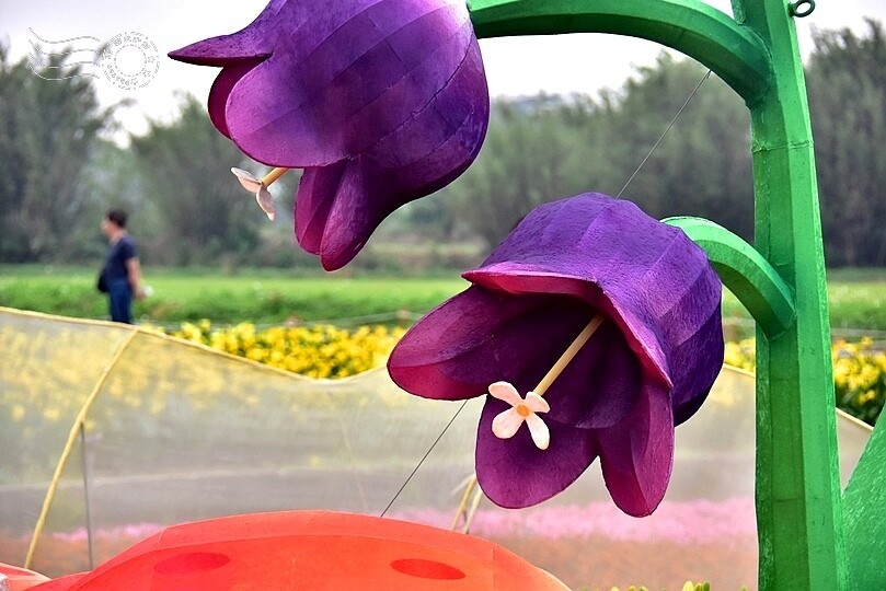 2024桃園彩色海芋季