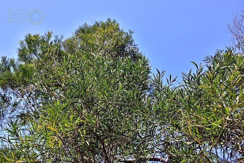 鄭漢紀念步道相思樹