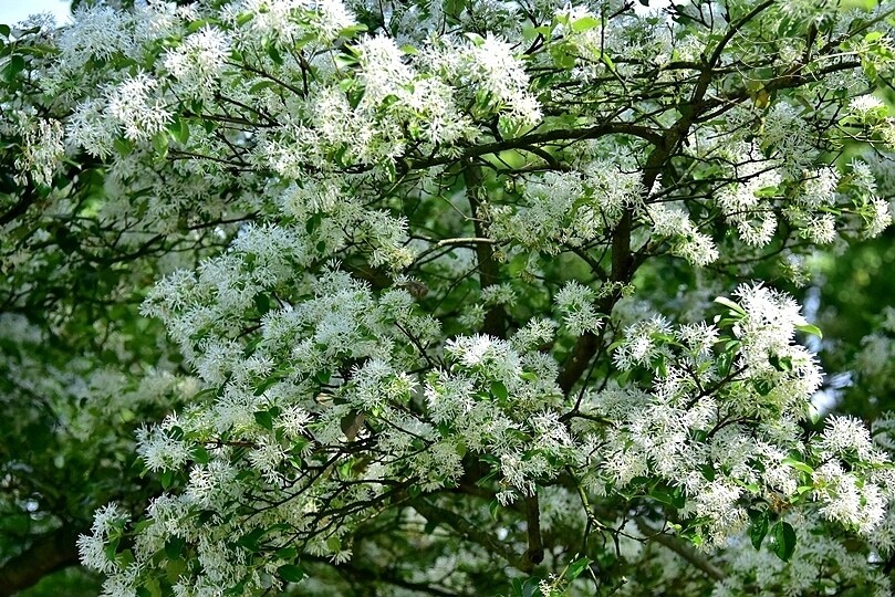 桃園市龍潭區【石管局大草坪流蘇花】：爽朗春日，清清四月雪