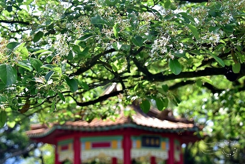 桃園市龍潭區【石管局大草坪流蘇花】：爽朗春日，清清四月雪