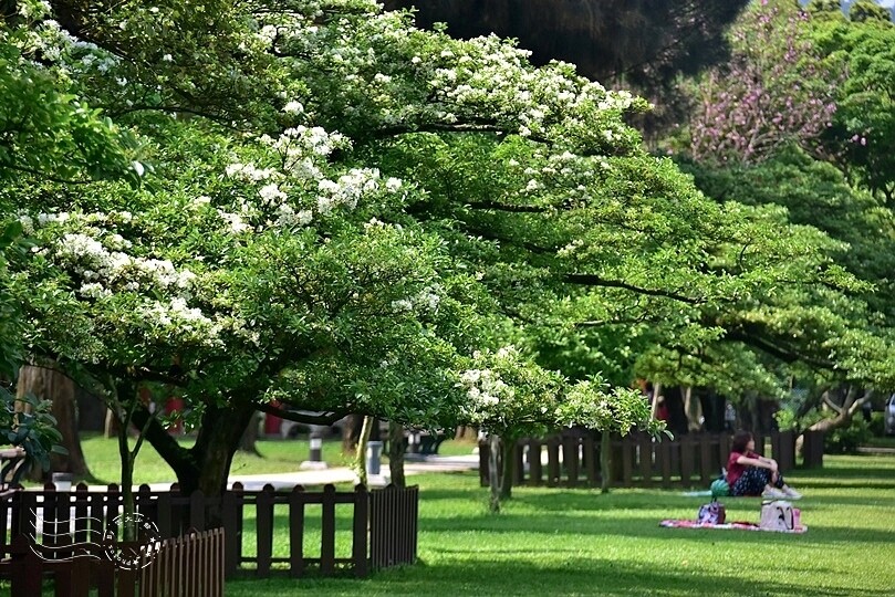 桃園市龍潭區【石管局大草坪流蘇花】：爽朗春日，清清四月雪