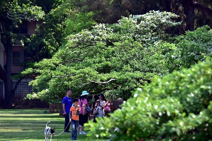 桃園市龍潭區【石管局大草坪流蘇花】：爽朗春日，清清四月雪