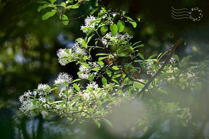 桃園市龍潭區【石管局大草坪流蘇花】：爽朗春日，清清四月雪