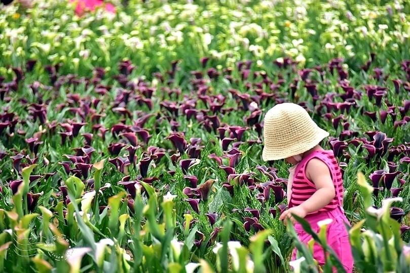 2024桃園彩色海芋季