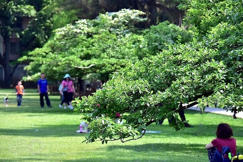 桃園市龍潭區【石管局大草坪流蘇花】：爽朗春日，清清四月雪