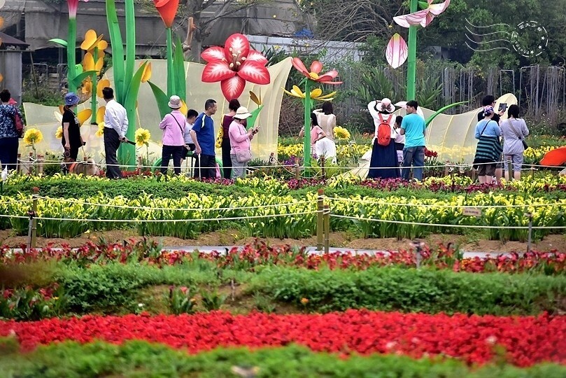 2024桃園彩色海芋季