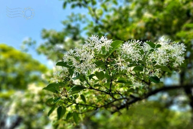 桃園市龍潭區【石管局大草坪流蘇花】：爽朗春日，清清四月雪