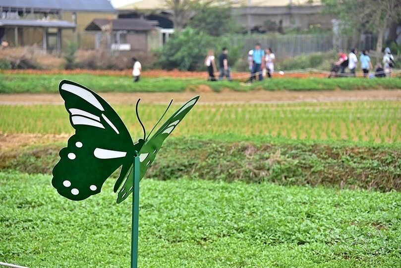 2024桃園彩色海芋季