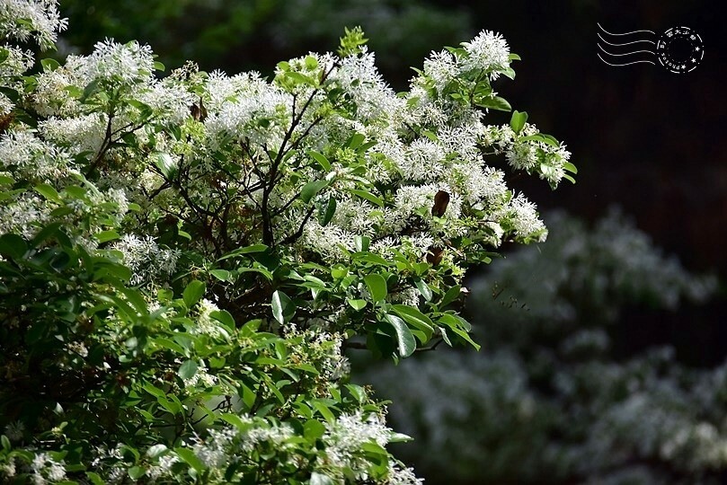 桃園市龍潭區【石管局大草坪流蘇花】：爽朗春日，清清四月雪