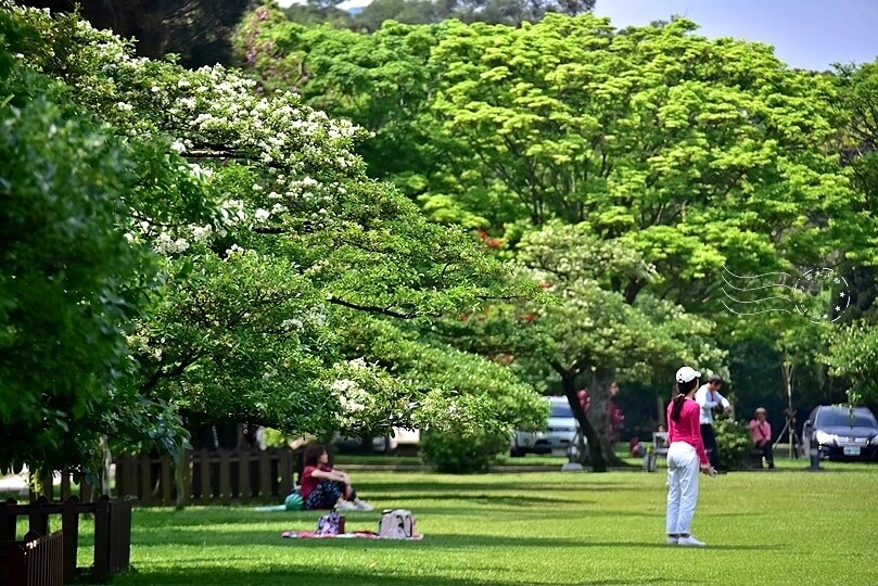 桃園市龍潭區【石管局大草坪流蘇花】：爽朗春日，清清四月雪