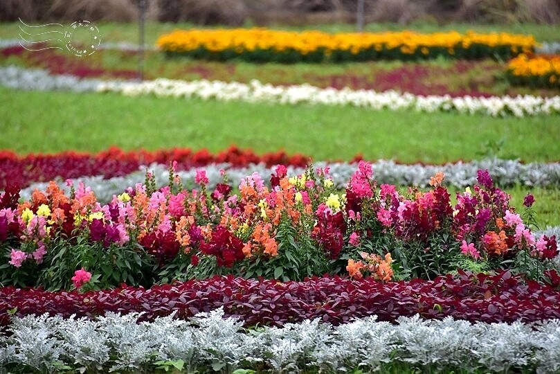 2024桃園彩色海芋季