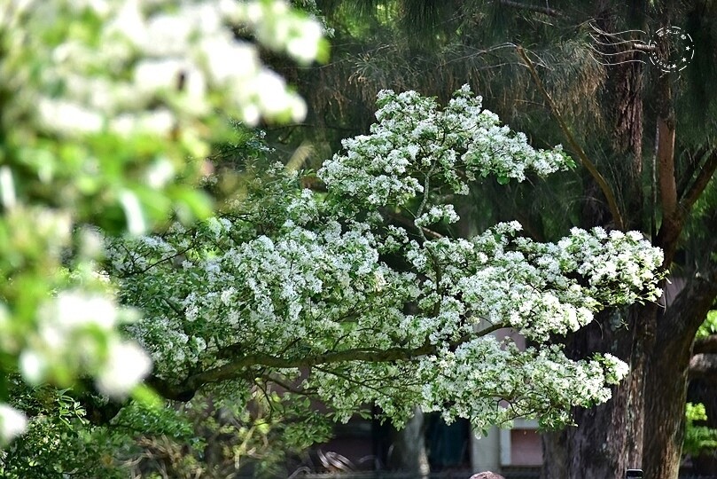 桃園市龍潭區【石管局大草坪流蘇花】：爽朗春日，清清四月雪