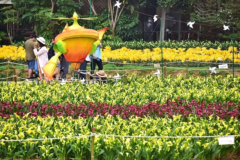 2024桃園彩色海芋季