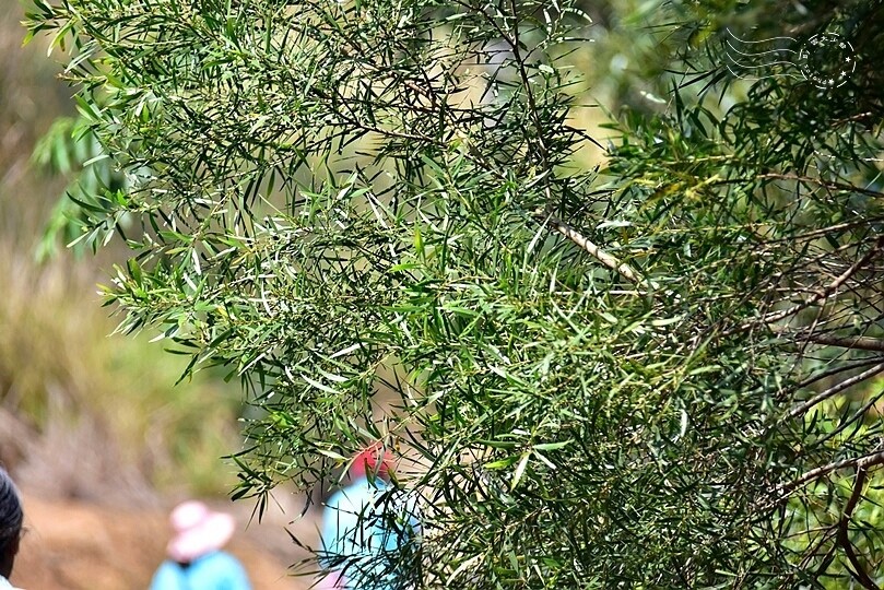 鄭漢紀念步道相思樹