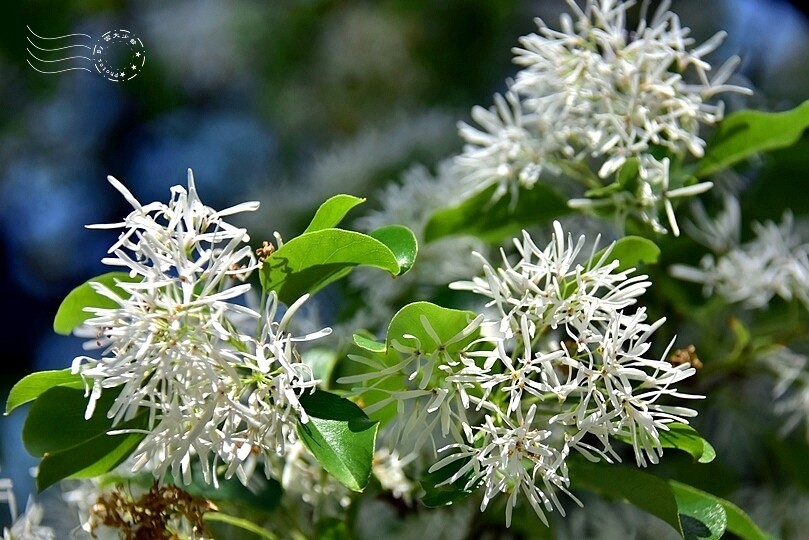 桃園市龍潭區【石管局大草坪流蘇花】：爽朗春日，清清四月雪