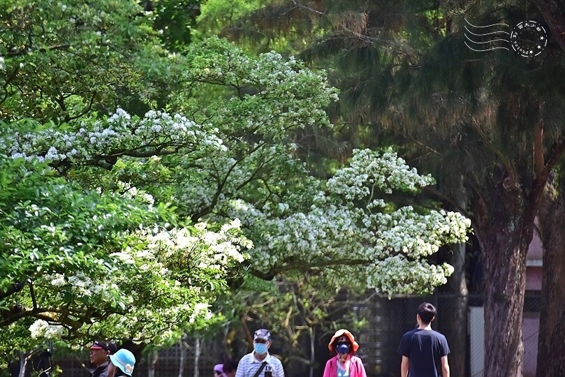 桃園市龍潭區【石管局大草坪流蘇花】：爽朗春日，清清四月雪