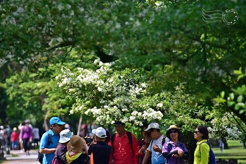 桃園市龍潭區【石管局大草坪流蘇花】：爽朗春日，清清四月雪