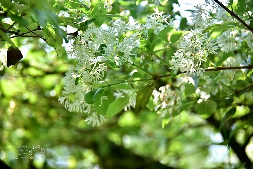 桃園市龍潭區【石管局大草坪流蘇花】：爽朗春日，清清四月雪