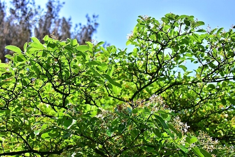 桃園市龍潭區【石管局大草坪流蘇花】：爽朗春日，清清四月雪