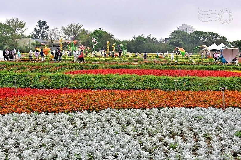 2024桃園彩色海芋季