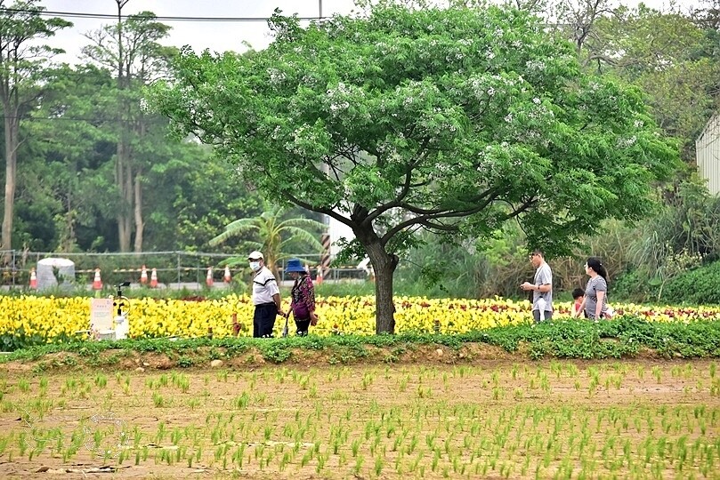 2024桃園彩色海芋季