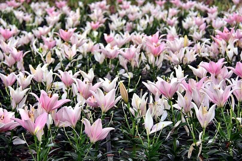 2024桃園彩色海芋季