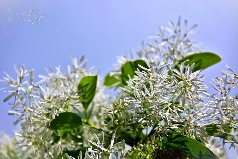 桃園市龍潭區【石管局大草坪流蘇花】：爽朗春日，清清四月雪
