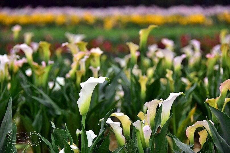 2024桃園彩色海芋季