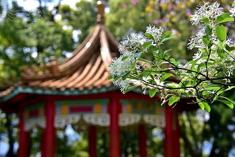 桃園市龍潭區【石管局大草坪流蘇花】：爽朗春日，清清四月雪
