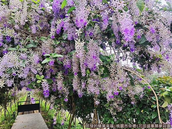 花田盛事築夢莊園13-紫色夢幻浪漫的許願藤.jpg