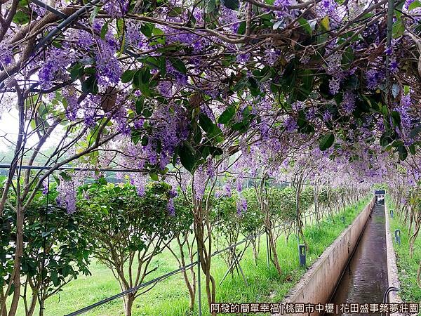 花田盛事築夢莊園16-許願藤廊道不長.jpg